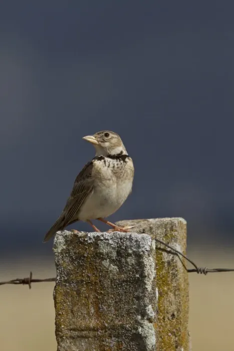 Framed Print : Calandra Lark on fence post, Spain Framed Print : Calandra Lark on fence post, Spain