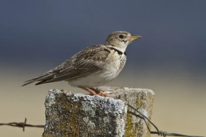 Framed Print : Calandra Lark on fence post, Spain Framed Print : Calandra Lark on fence post, Spain