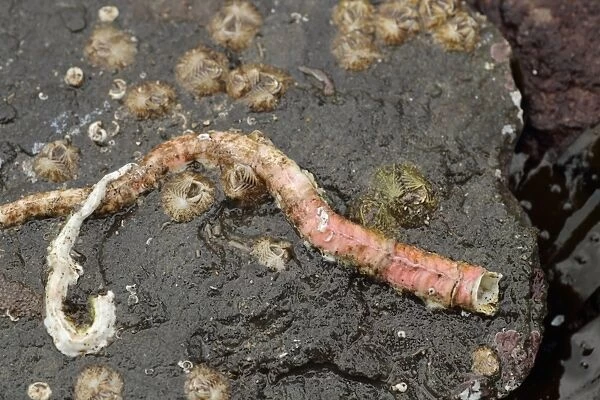 Calcareous Tubeworm (Serpula vermicularis) calcareous tube on rock with Sessile Barnacles (Verruca stroemia)