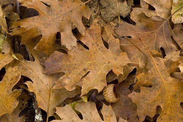 California Black Oak (Quercus kelloggii) close-up of fallen leaves and acorn cup, California, U. S. A. november