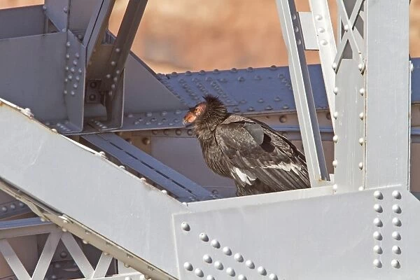 California Condor adult on the Navajo Bridge over the Colorado River America