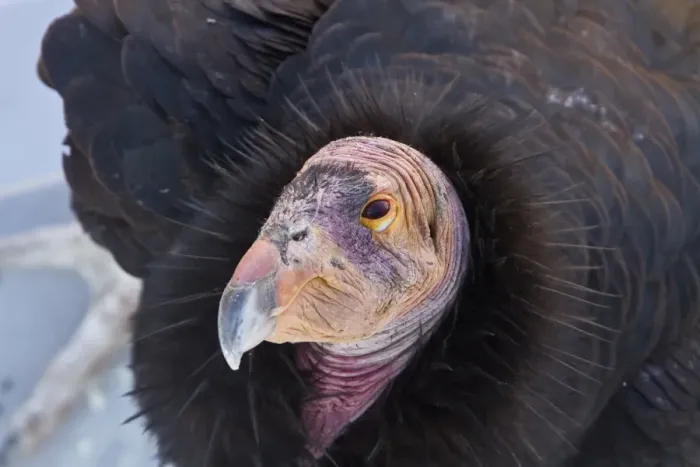 Framed Print : California Condor adult - Utah America