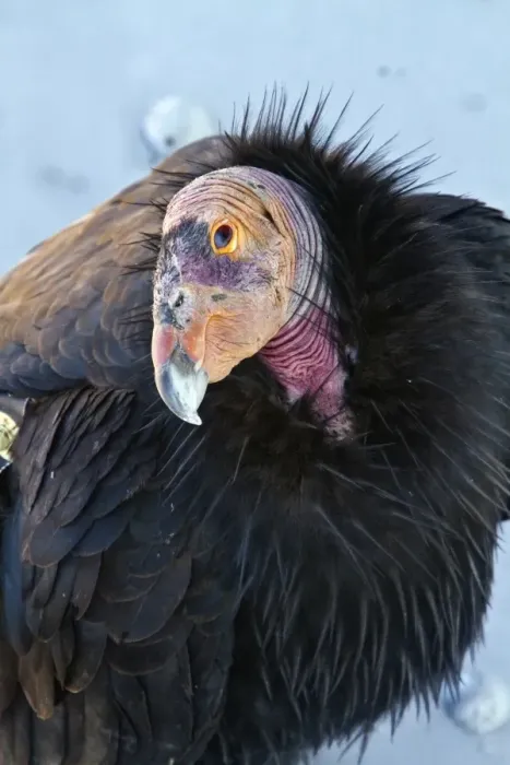Framed Print : California Condor adult with wing tag