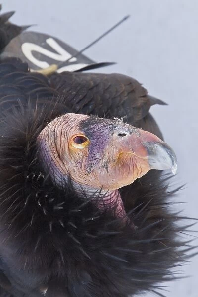 California Condor adult with wing tag and transmitter