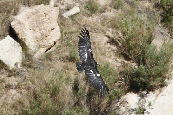California Condor adult with wing tag and transmitter flying over Colorado River at Navajo Bridge