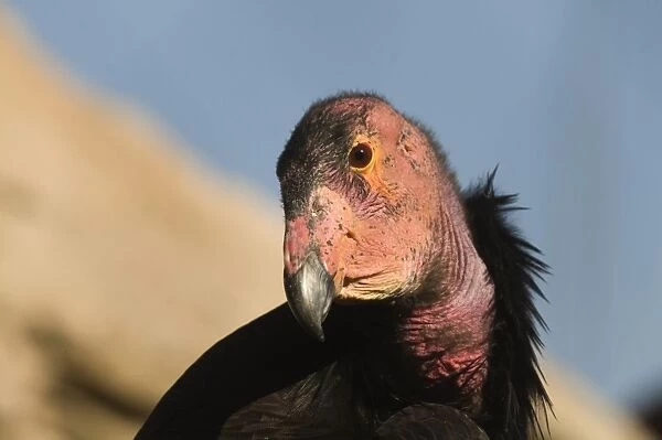 California Condor (Gymnogyps californianus) adult, close-up of head, Arizona, U. S. A. april