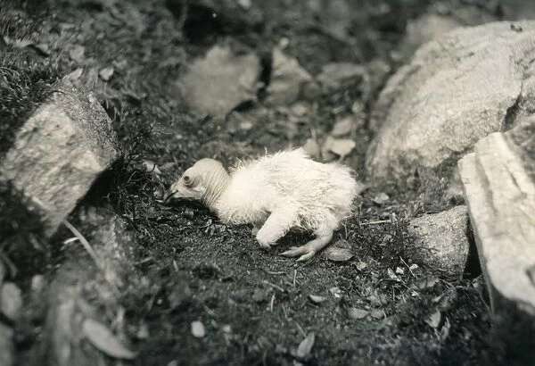 California Condor (Gymnogyps californianus) chick, sitting in nest, photographed before extinction in wild, Los Angeles County, California, U. S. A. 1906 (William L Finley)