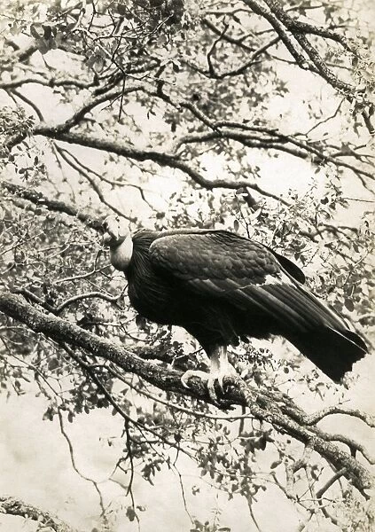 California Condor (Gymnogyps californianus) adult, perched in tree, photographed before extinction in wild, Los Angeles County, California, U. S. A. 1906 (William L Finley)