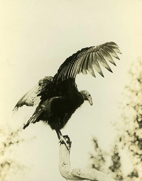 California Condor (Gymnogyps californianus) adult, perched on branch with wings spread, photographed before extinction in wild, Los Angeles County, California, U. S. A. 1906 (William L Finley)