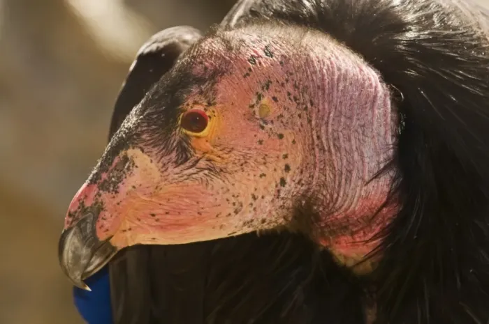 Framed Print : California Condor (Gymnogyps californianus) adult, close-up of head, Arizona, U. S. A. april