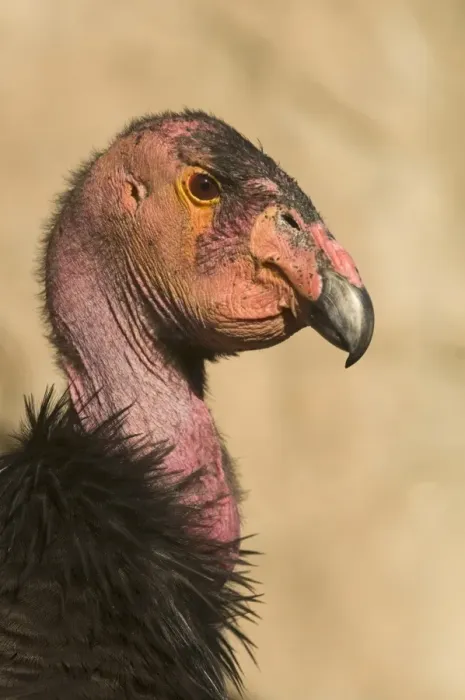 Framed Print : California Condor (Gymnogyps californianus) adult, close-up of head, Arizona, U. S. A. april Framed Print : California Condor (Gymnogyps californianus) adult, close-up of head, Arizona, U. S. A. april