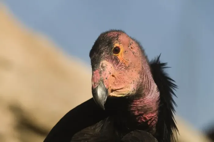 Framed Print : California Condor (Gymnogyps californianus) adult, close-up of head, Arizona, U. S. A. april