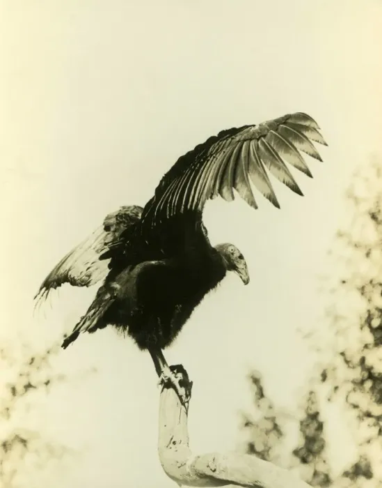 Framed Print : California Condor (Gymnogyps californianus) adult, perched on branch with wings spread, photographed before extinction in wild, Los Angeles County, California, U. S. A. 1906 (William L Finley) Framed Print : California Condor (Gymnogyps californianus) adult, perched on branch with wings spread, photographed before extinction in wild, Los Angeles County, California, U. S. A. 1906 (William L Finley)