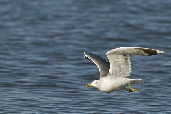 California Gull (Larus californicus) adult, summer plumage, in flight over saline lake, Salton Sea, California, U. S. A. april