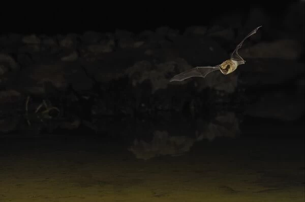 California Myotis (Myotis californicus) adult, in flight, hunting over waterhole at night, Amado, Arizona, U. S. A. March