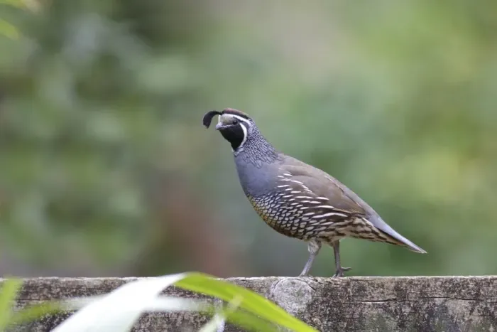 Framed Print : California Quail (Callipepla californica) introduced species, adult male, standing on fence, near Kerikeri Framed Print : California Quail (Callipepla californica) introduced species, adult male, standing on fence, near Kerikeri