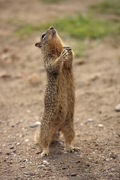 Californian Ground Squirrel (Spermophilus adult, begging for food, standing on hind legs, Monterey, California, U. S. A)