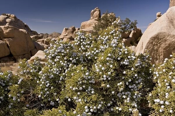 Californian Juniper (Juniperus californica) in fruit, growing in desert, Joshua Tree N. P