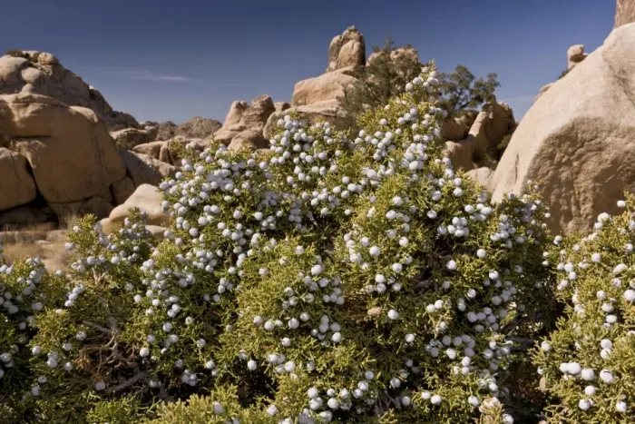 Framed Print : Californian Juniper (Juniperus californica) in fruit, growing in desert, Joshua Tree N. P Framed Print : Californian Juniper (Juniperus californica) in fruit, growing in desert, Joshua Tree N. P