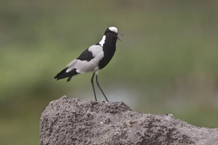 Framed Print : Calling Blacksmith Lapwing or Blacksmith Plover, note the wing spurs. Occurs commonly from Kenya through central Framed Print : Calling Blacksmith Lapwing or Blacksmith Plover, note the wing spurs. Occurs commonly from Kenya through central