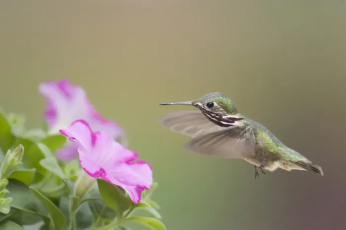 Framed Print : Calliope Hummingbird (Stellula calliope) adult male, in flight, feeding at petunia flower, British Columbia, Canada, may Framed Print : Calliope Hummingbird (Stellula calliope) adult male, in flight, feeding at petunia flower, British Columbia, Canada, may