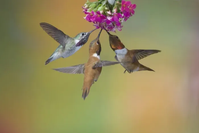 Framed Print : Calliope Hummingbird (Stellula calliope) and Rufous Hummingbird (Selasphorus rufus) three adult males, in flight, feeding at flower, British Columbia, Canada, may Framed Print : Calliope Hummingbird (Stellula calliope) and Rufous Hummingbird (Selasphorus rufus) three adult males, in flight, feeding at flower, British Columbia, Canada, may