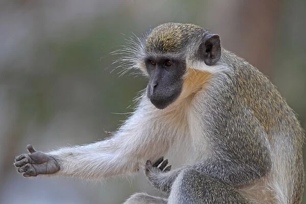 Callithrix Monkey (Cercopithecus sabaeus) adult, scratching arm, Western Division, Gambia, march