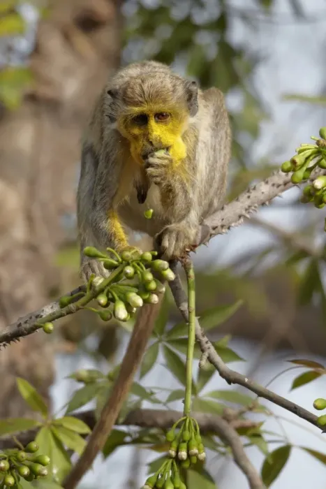 Framed Print : Callithrix Monkey (Cercopithecus sabaeus) adult female, with pollen on face, feeding on ceiba tree flowers, Niokolo-Koba, Senegal, february