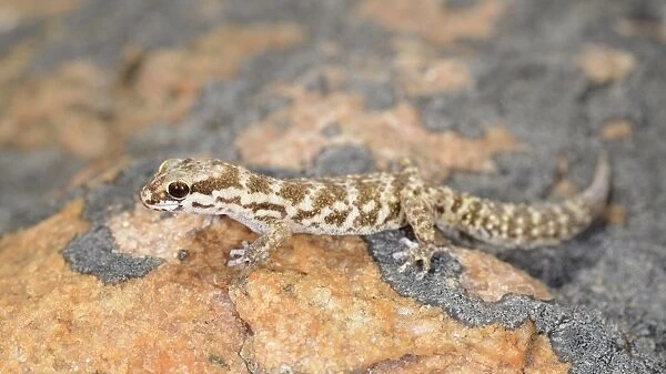 Calvinia Thick-toed Gecko (Pachydactylus labialis) adult, resting on rock, Namaqualand, Northern Cape, South Africa