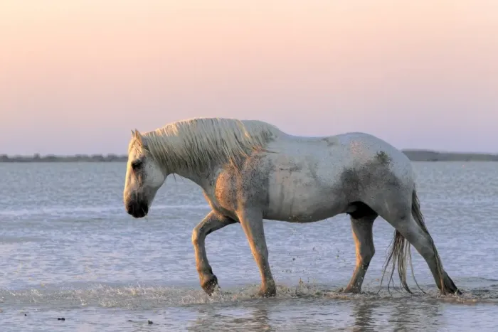 Framed Print : Camargue Horse, adult, walking in water at sunset, Saintes Marie de la Mer, Camargue, Bouches du Rhone, France Framed Print : Camargue Horse, adult, walking in water at sunset, Saintes Marie de la Mer, Camargue, Bouches du Rhone, France