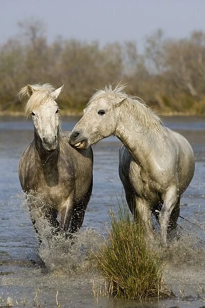Camargue Horse, two adults, biting, splashing in wetland, Saintes Maries de la Mer, Camargue, France