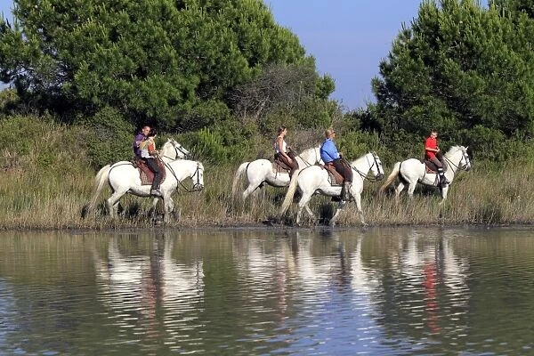 Camargue Horse, five adults, with mounted gardians, walking in wetland habitat, Saintes Marie de la Mer, Camargue, Bouches du Rhone, France