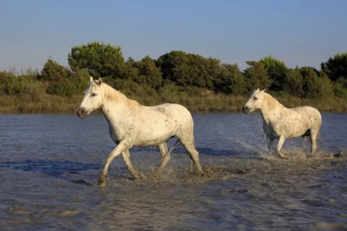Framed Print : Camargue Horse, two adults, running in water, Saintes Marie de la Mer, Camargue, Bouches du Rhone, France Framed Print : Camargue Horse, two adults, running in water, Saintes Marie de la Mer, Camargue, Bouches du Rhone, France