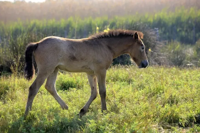 Framed Print : Camargue Horse, foal, walking at edge of wetland, backlit, Saintes Marie de la Mer, Camargue, Bouches du Rhone, France Framed Print : Camargue Horse, foal, walking at edge of wetland, backlit, Saintes Marie de la Mer, Camargue, Bouches du Rhone, France