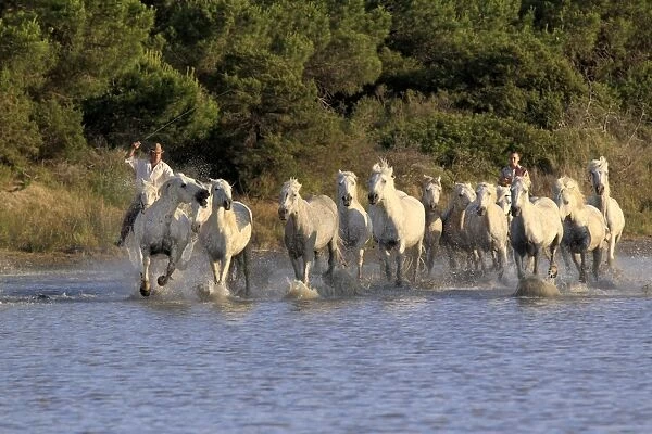 Camargue Horse, herd, being herded by mounted gardians, running in wetland habitat, Saintes Marie de la Mer, Camargue, Bouches du Rhone, France