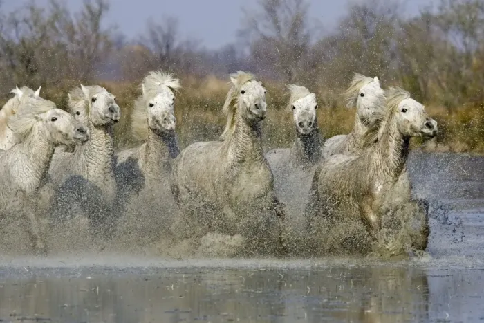Framed Print : Camargue Horse, herd, running, splashing in wetland, Saintes Marie de la Mer, Camargue, France