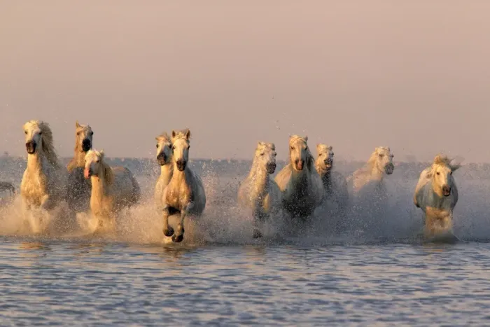 Framed Print : Camargue Horse, herd, running in water at sunset, Saintes Marie de la Mer, Camargue, Bouches du Rhone, France Framed Print : Camargue Horse, herd, running in water at sunset, Saintes Marie de la Mer, Camargue, Bouches du Rhone, France