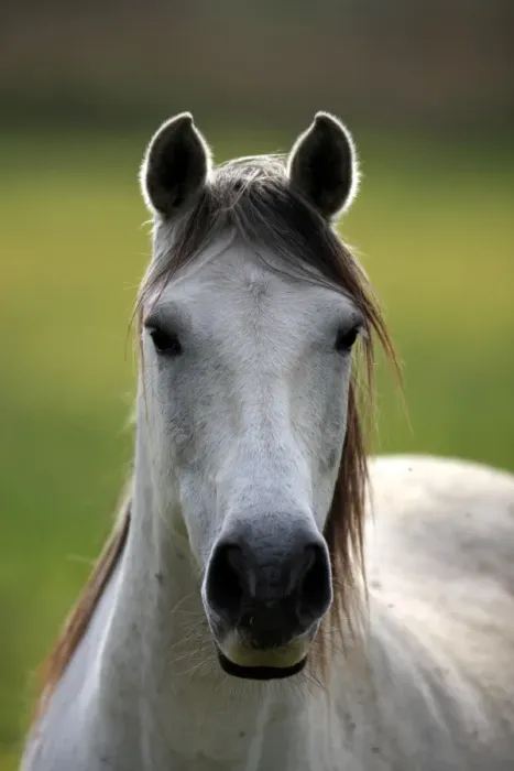 Framed Print : Camargue Horse, mare, close-up of head, backlit, Saintes Marie de la Mer, Camargue, Bouches du Rhone, France Framed Print : Camargue Horse, mare, close-up of head, backlit, Saintes Marie de la Mer, Camargue, Bouches du Rhone, France
