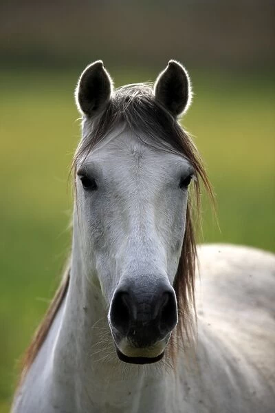 Camargue Horse, mare, close-up of head, backlit, Saintes Marie de la Mer, Camargue, Bouches du Rhone, France