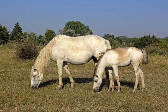 Framed Print : Camargue Horse, mare and foal, grazing on grass, Saintes Marie de la Mer, Camargue, Bouches du Rhone, France Framed Print : Camargue Horse, mare and foal, grazing on grass, Saintes Marie de la Mer, Camargue, Bouches du Rhone, France