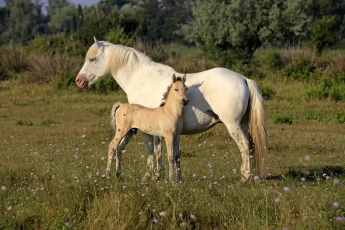 Framed Print : Camargue Horse, mare and foal, standing on grass, Saintes Marie de la Mer, Camargue, Bouches du Rhone, France