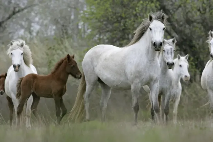 Framed Print : Camargue Horse, mares and foals, standing, Camargue, France Framed Print : Camargue Horse, mares and foals, standing, Camargue, France