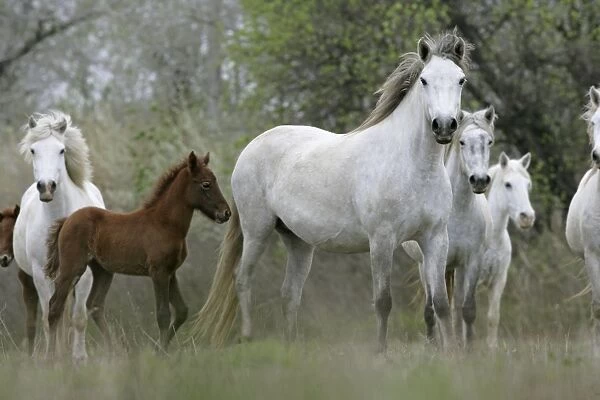 Camargue Horse, mares and foals, standing, Camargue, France