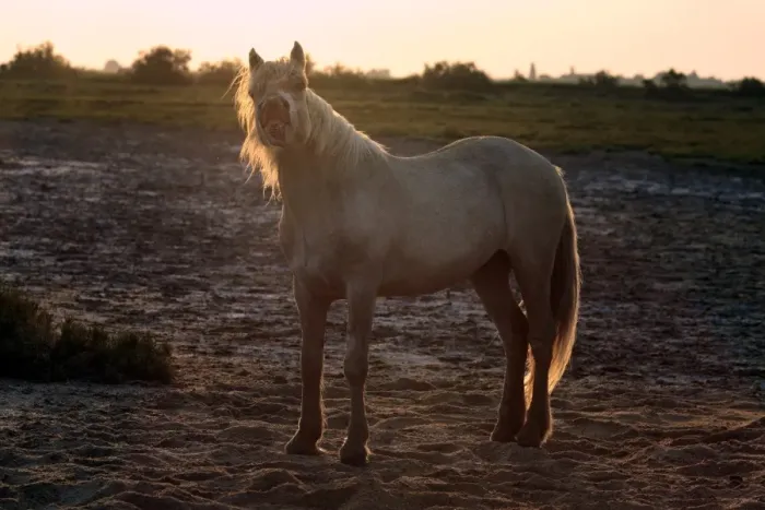 Framed Print : Camargue Horse, stallion, in flehmen, backlit at sunset, Saintes Marie de la Mer, Camargue, Bouches du Rhone, France