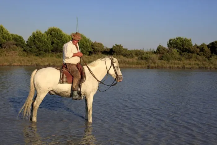 Framed Print : Camargue Horse, stallion, with mounted gardian, standing in wetland habitat, Saintes Marie de la Mer, Camargue, Bouches du Rhone, France Framed Print : Camargue Horse, stallion, with mounted gardian, standing in wetland habitat, Saintes Marie de la Mer, Camargue, Bouches du Rhone, France
