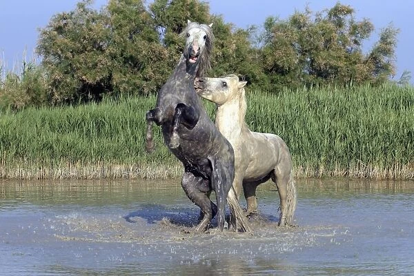 Camargue Horse, two stallions, fighting in water, Saintes Marie de la Mer, Camargue, Bouches du Rhone, France