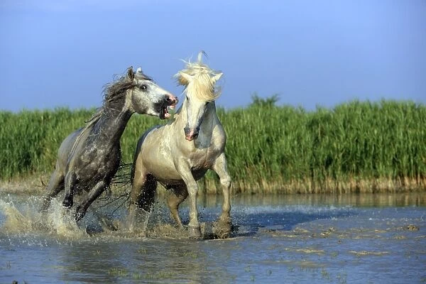 Camargue Horse, two stallions, fighting in water, Saintes Marie de la Mer, Camargue, Bouches du Rhone, France