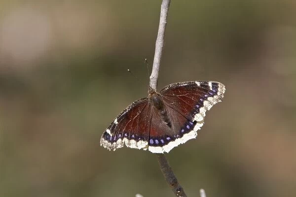 Camberwell Beauty or Mourning Cloak Butterfly. Taken in Utah USA but has a very range over most of the northern