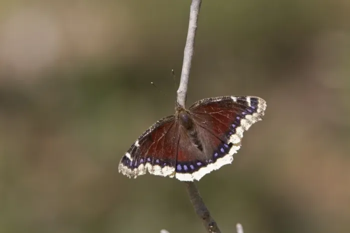 Framed Print : Camberwell Beauty or Mourning Cloak Butterfly. Taken in Utah USA but has a very range over most of the northern Framed Print : Camberwell Beauty or Mourning Cloak Butterfly. Taken in Utah USA but has a very range over most of the northern