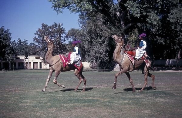 Camel - Dromedary (Camelus dromedarius) Two decorated  /  dancing  /  Pakistan